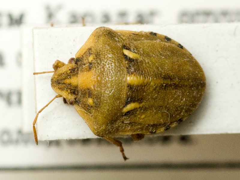 Derula flavoguttata Mulsant & Rey, 1856
